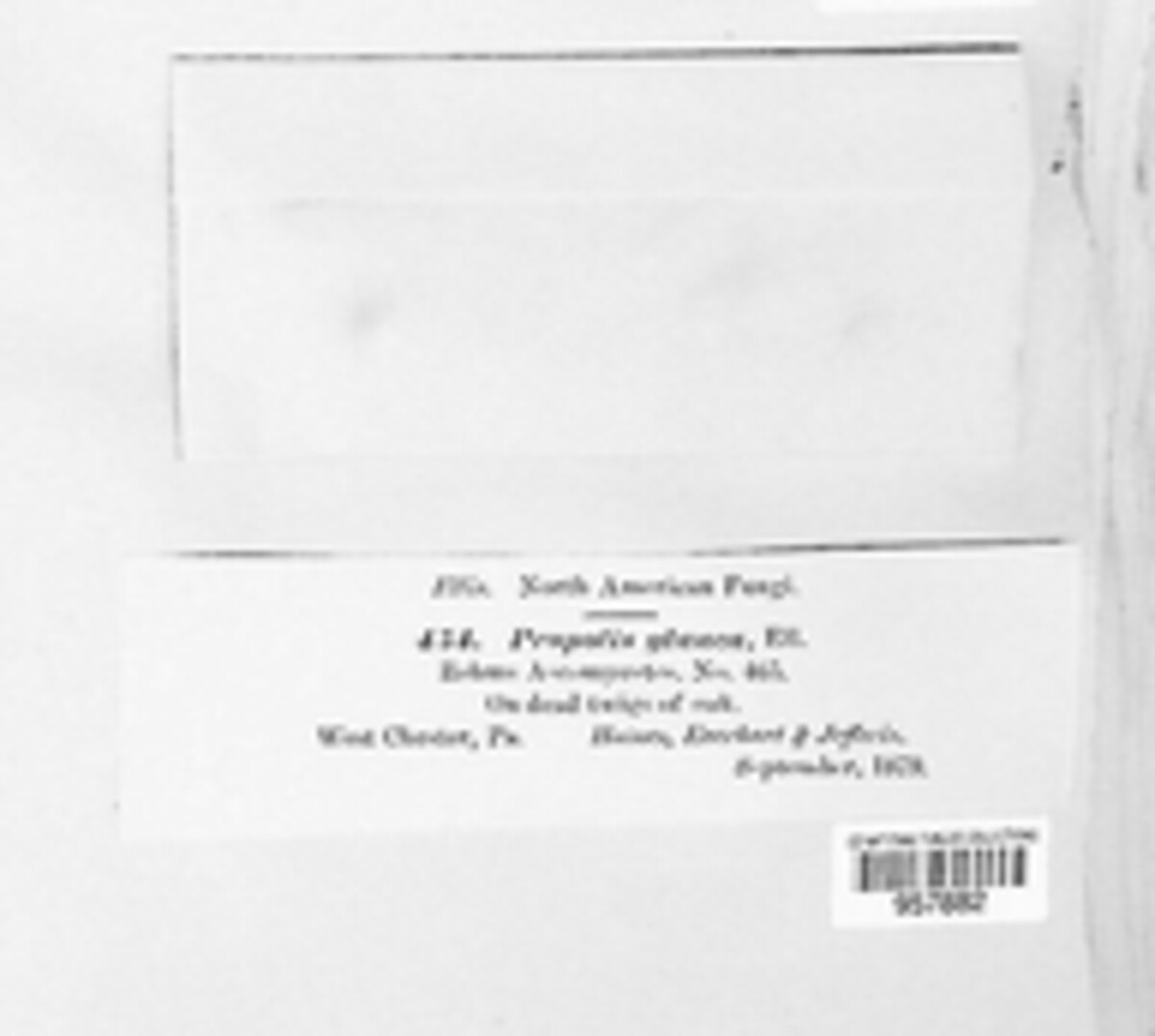 Propolis glauca image